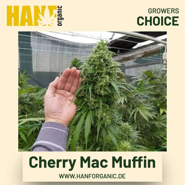Cherry Mac Muffin Hanfsamen von Growers Choice