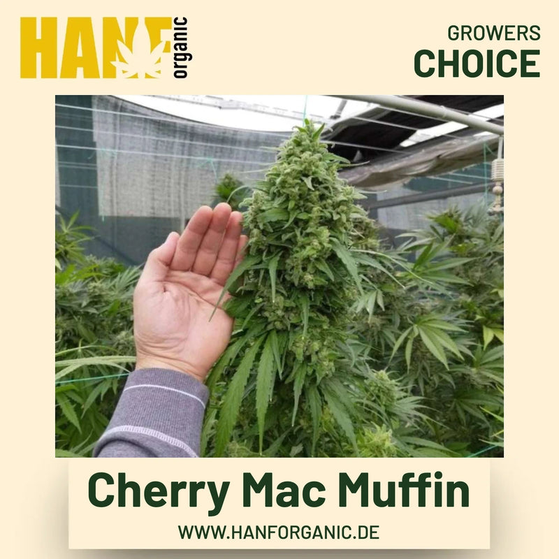 Cherry Mac Muffin Hanfsamen von Growers Choice