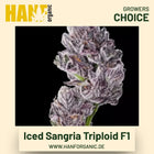 Iced Sangria Triploid F1 Hanfsamen von Growers Choice