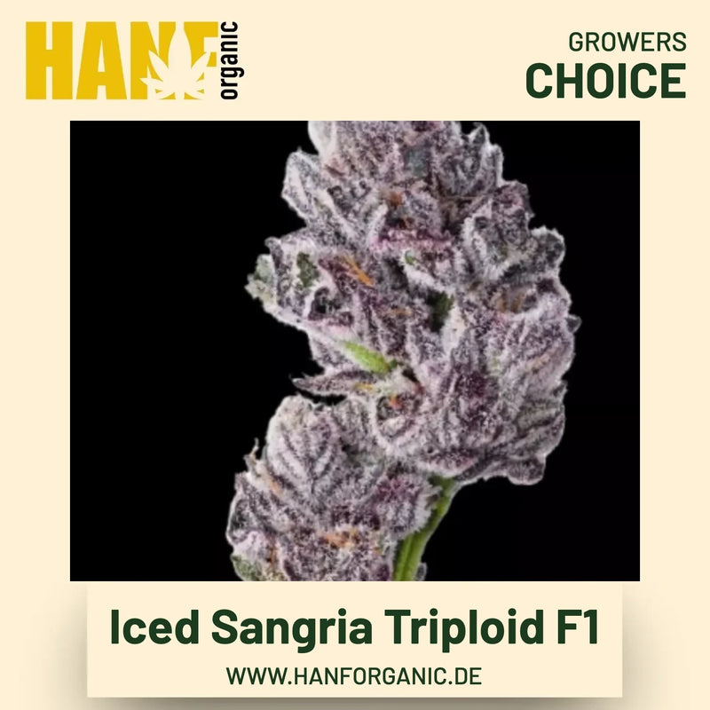 Iced Sangria Triploid F1 Hanfsamen von Growers Choice