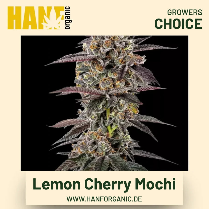 Lemon Cherry Mochi Hanfsamen von Growers Choice