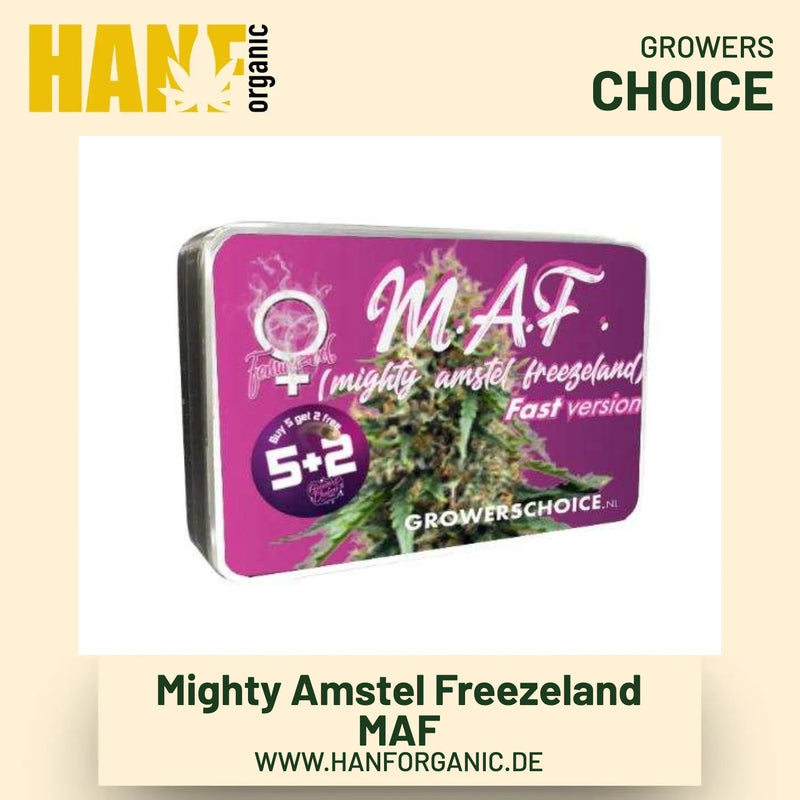 Mighty Amstel Freezeland MAF Fast Version Hanfsamen von Growers Choice