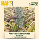 Mimosa Gusher Limited Edition Hanfsamen von Growers Choice