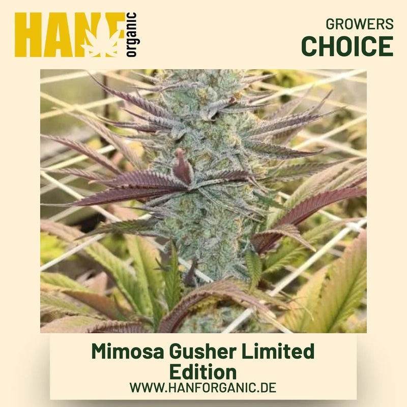 Mimosa Gusher Limited Edition Hanfsamen von Growers Choice