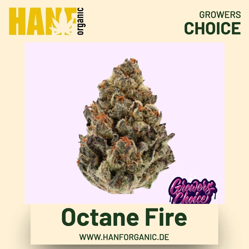 Octane Fire Hanfsamen von Growers Choice
