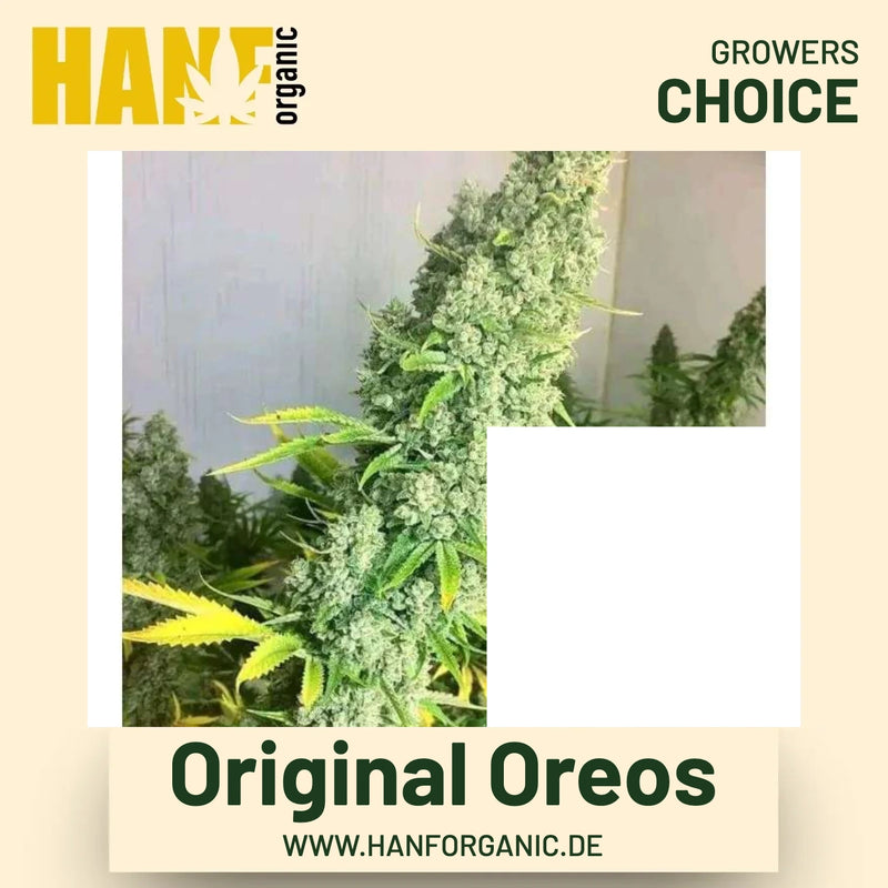 Original Oreos Hanfsamen von Growers Choice