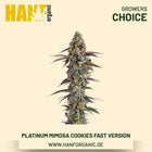 Platinum Mimosa Cookies Fast Version feminisierte Hanfsamen von Growers Choice – 5+2 Samen
