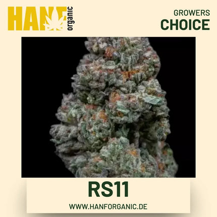 RS11 Hanfsamen von Growers Choice