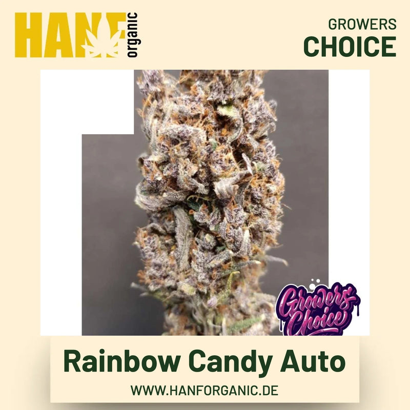 Rainbow Candy Autoflower Hanfsamen von Growers Choice