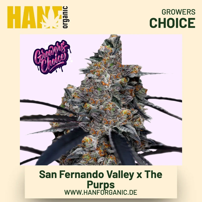 San Fernando Valley x The Purps Hanfsamen von Growers Choice