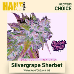 Silvergrape Sherbet Hanfsamen von Growers Choice