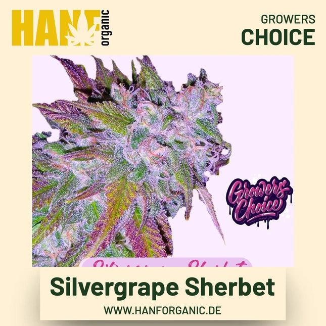 Silvergrape Sherbet Hanfsamen von Growers Choice