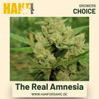 The Real Amnesia Hanfsamen von Growers Choice