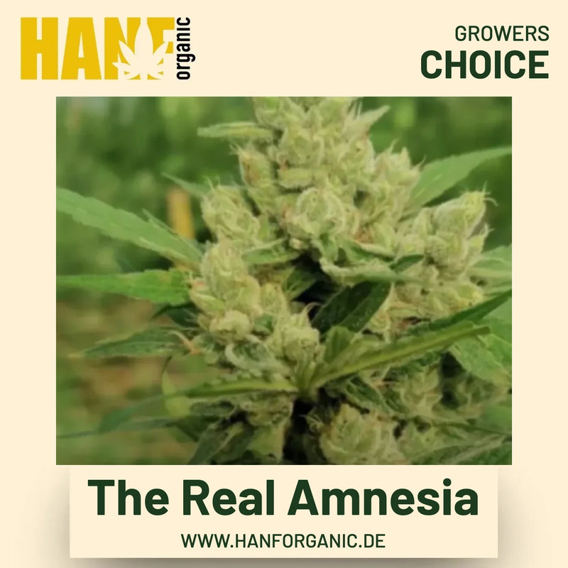 The Real Amnesia Hanfsamen von Growers Choice