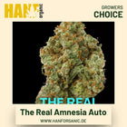 The Real Amnesia Autoflower Hanfsamen von Growers Choice
