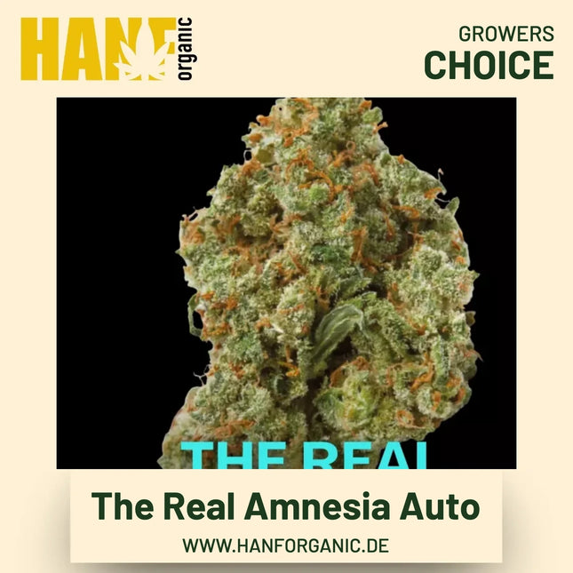 The Real Amnesia Autoflower Hanfsamen von Growers Choice