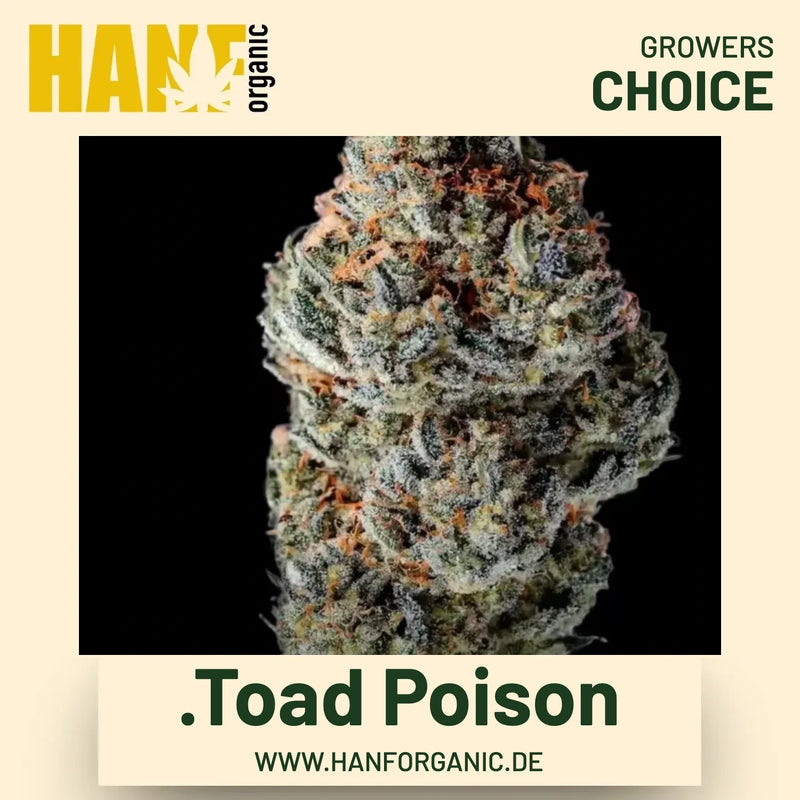Toad Poison Hanfsamen von Growers Choice