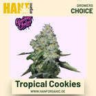Tropical Cookies Hanfsamen von Growers Choice