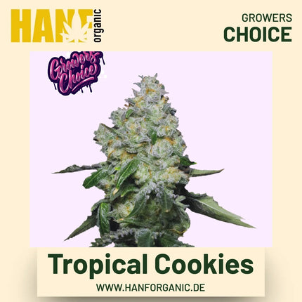 Tropical Cookies Hanfsamen von Growers Choice