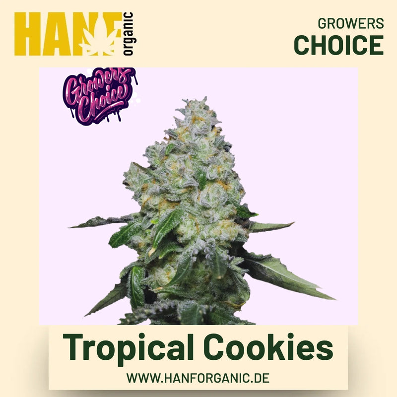 Tropical Cookies Hanfsamen von Growers Choice
