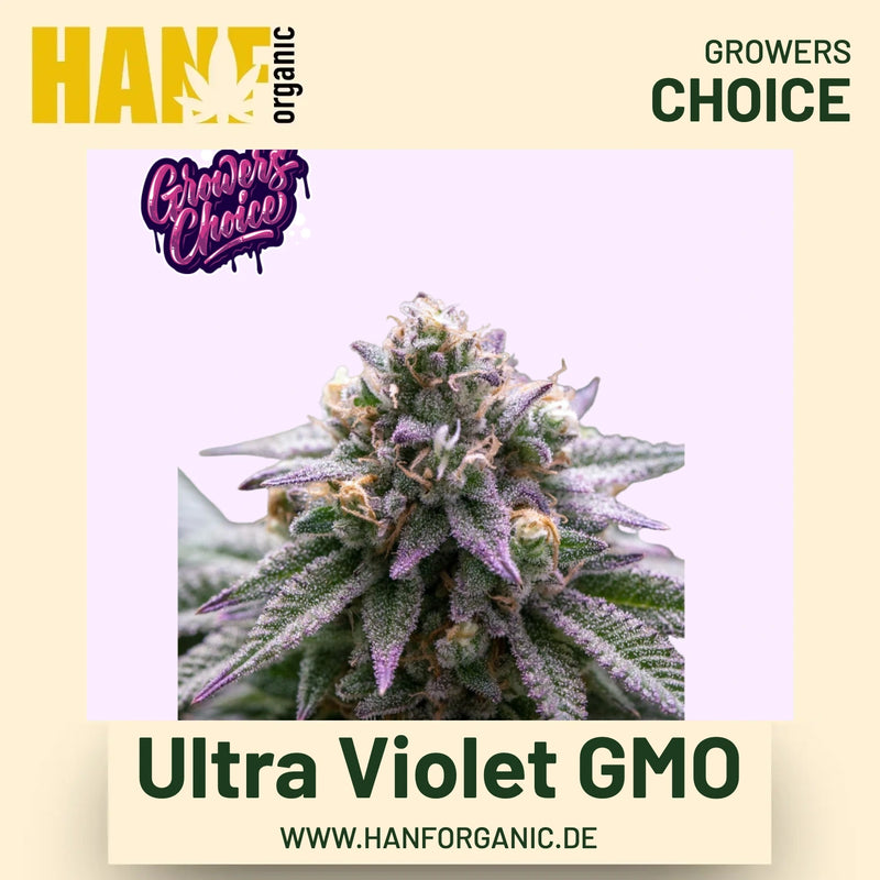 Ultra Violet GMO Hanfsamen von Growers Choice