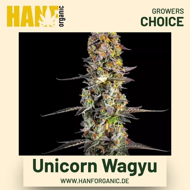 Unicorn Wagyu Hanfsamen von Growers Choice