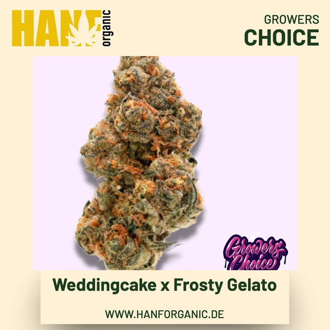 Weddingcake x Frosty Gelato Hanfsamen von Growers Choice