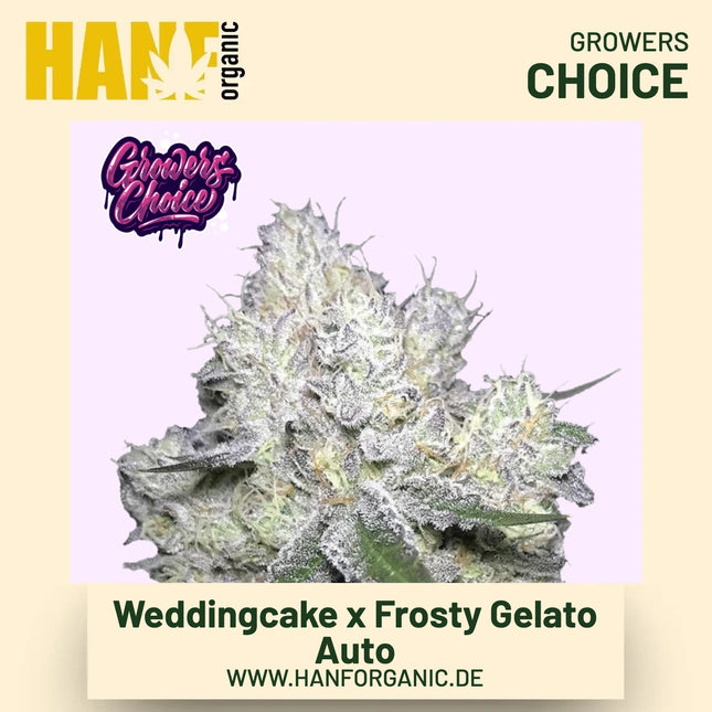 Weddingcake x Frosty Gelato Double XL Autoflower Hanfsamen von Growers Choice