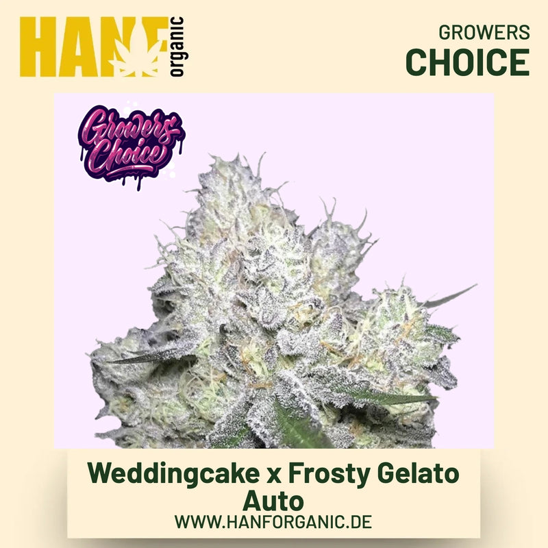 Weddingcake x Frosty Gelato Double XL Autoflower Hanfsamen von Growers Choice