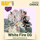 White Fire OG Hanfsamen von Growers Choice