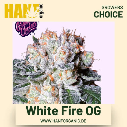 White Fire OG Hanfsamen von Growers Choice