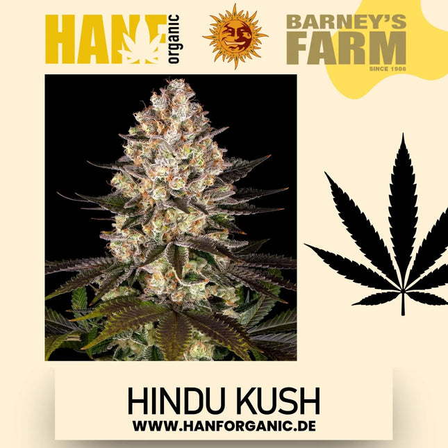 Hindu Kush - Barneys Farm - Fem