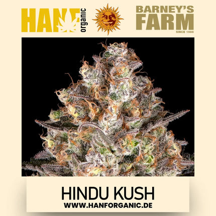 Hindu Kush - Barneys Farm - Fem