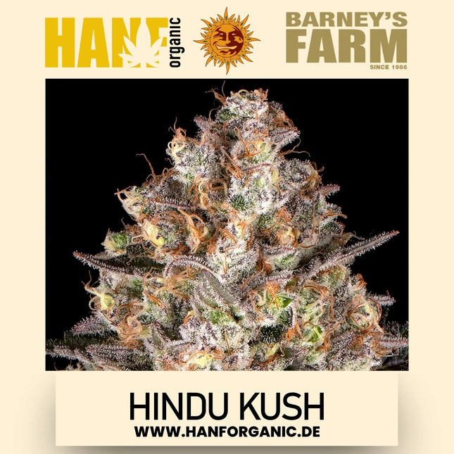 Hindu Kush - Barneys Farm - Fem
