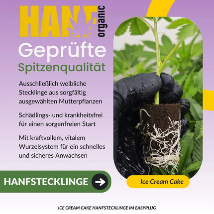 Ice Cream Cake Hanfstecklinge