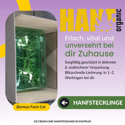 Ice Cream Cake Hanfstecklinge