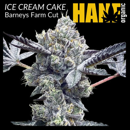 Ice Cream Cake Hanfstecklinge