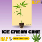 Ice Cream Cake Hanfstecklinge