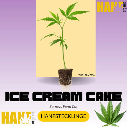 Ice Cream Cake Hanfstecklinge