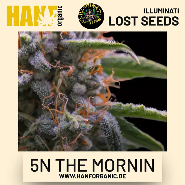 5N the Mornin Auto Hanfsamen von Illuminati Lost Seeds – Produktbild 2