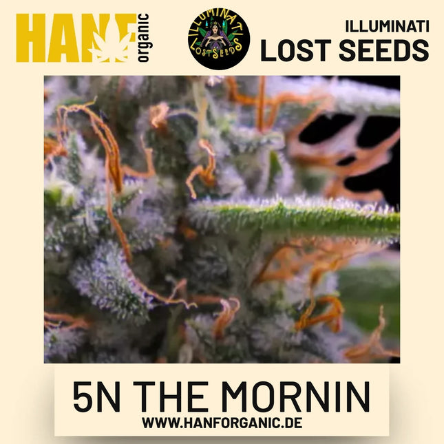 5N the Mornin Auto Hanfsamen von Illuminati Lost Seeds