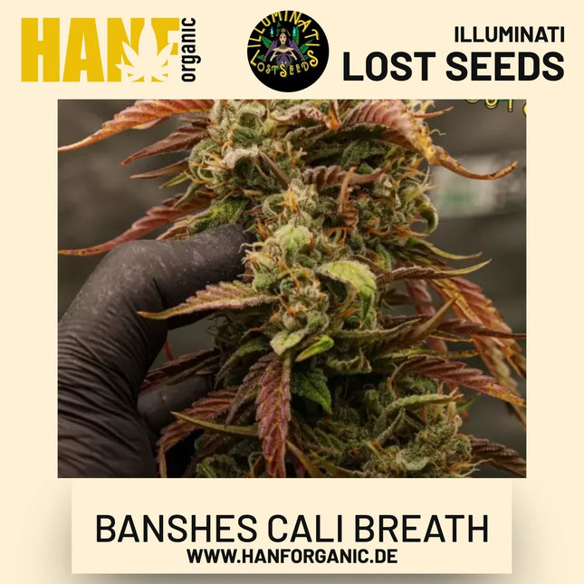 Banshes Cali Breath Auto Hanfsamen von Illuminati Lost Seeds – Produktbild 2