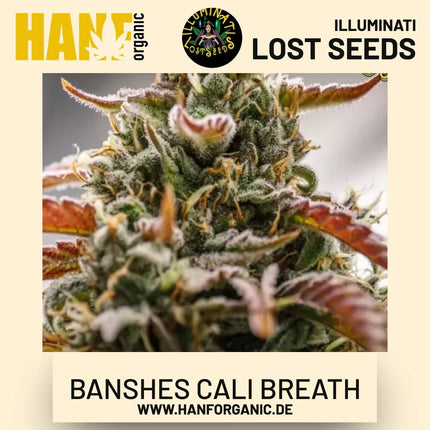 Banshes Cali Breath Auto Hanfsamen von Illuminati Lost Seeds