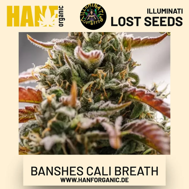 Banshes Cali Breath Auto Hanfsamen von Illuminati Lost Seeds