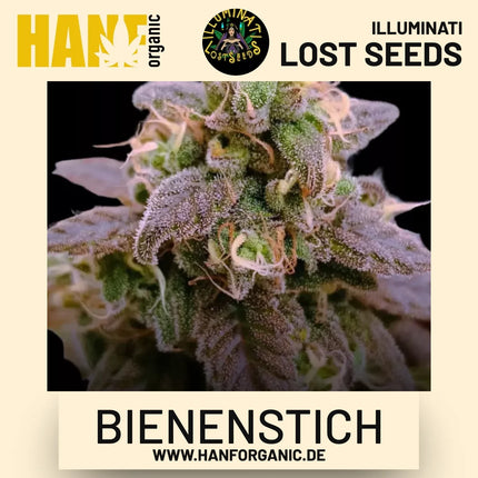 Bienenstich feminisierte Hanfsamen von Illuminati Lost Seeds – Produktbild 2