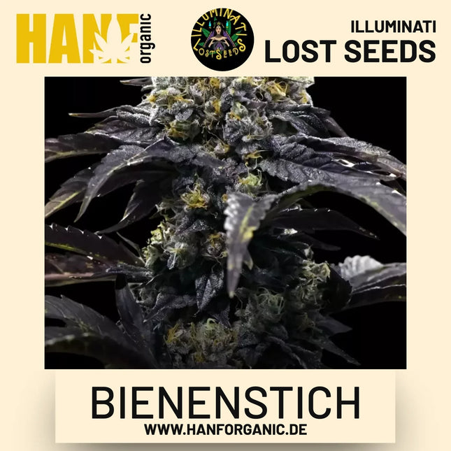 Bienenstich feminisierte Hanfsamen von Illuminati Lost Seeds