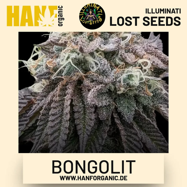 Bongolit feminisierte Hanfsamen von Illuminati Lost Seeds – Produktbild 2