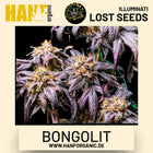 Bongolit feminisierte Hanfsamen von Illuminati Lost Seeds