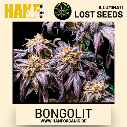 Bongolit feminisierte Hanfsamen von Illuminati Lost Seeds