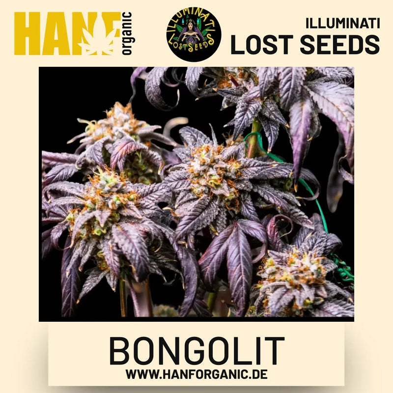 Bongolit feminisierte Hanfsamen von Illuminati Lost Seeds